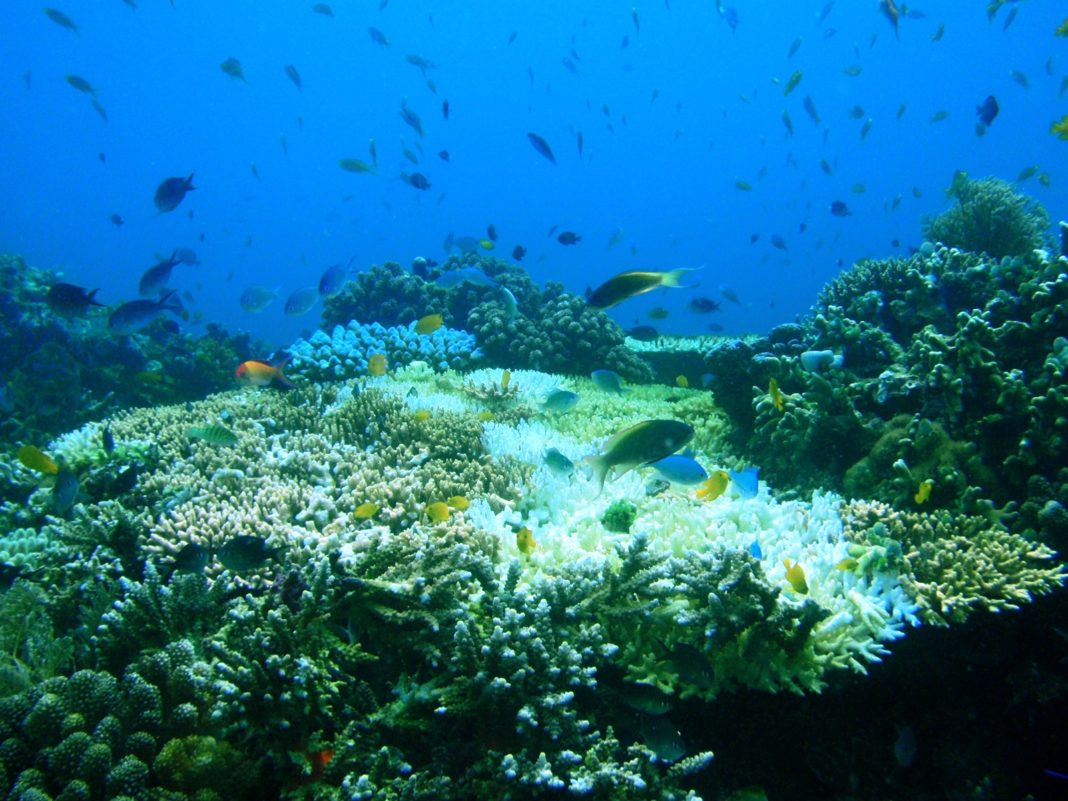 Oamenii de ştiinţă au descoperit un recif de corali uriaş