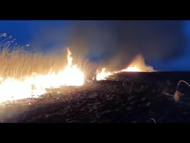 VIDEO: Incendiu de vegetație în Lunca Dunării, stins după mai bine de șase ore