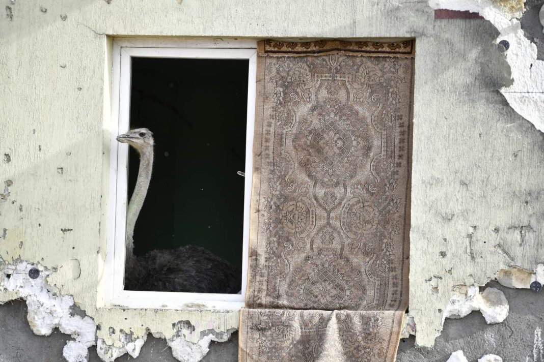 Potrivit unor informaţii, bărbatul a crescut struţul în acel bloc, familia sa cerscând aceste păsări şi într-o locaţie conformă (Foto: reporter24.info)