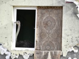 Potrivit unor informaţii, bărbatul a crescut struţul în acel bloc, familia sa cerscând aceste păsări şi într-o locaţie conformă (Foto: reporter24.info)