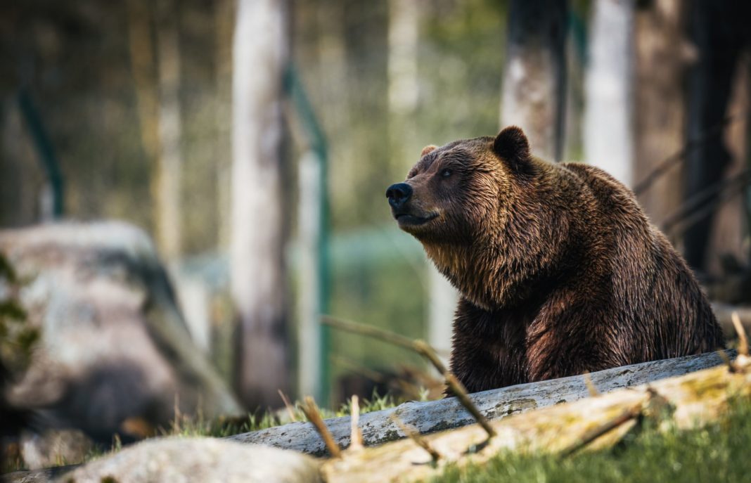 Tăierile ilegale de păduri şi situația urşilor, verificate de Parlamentul European