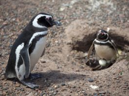 Doi pinguini masculi au adoptat şi clocit împreună un ou