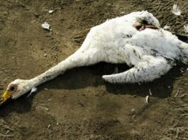 Două lebede au murit în Neamț de gripă aviară