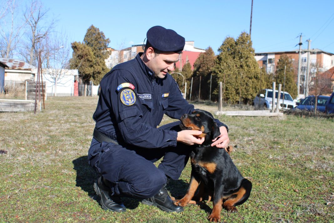 Cățelușa EPO, provine din rasa Rottweiler și va fi formată de plutonierului major Manolache Florin