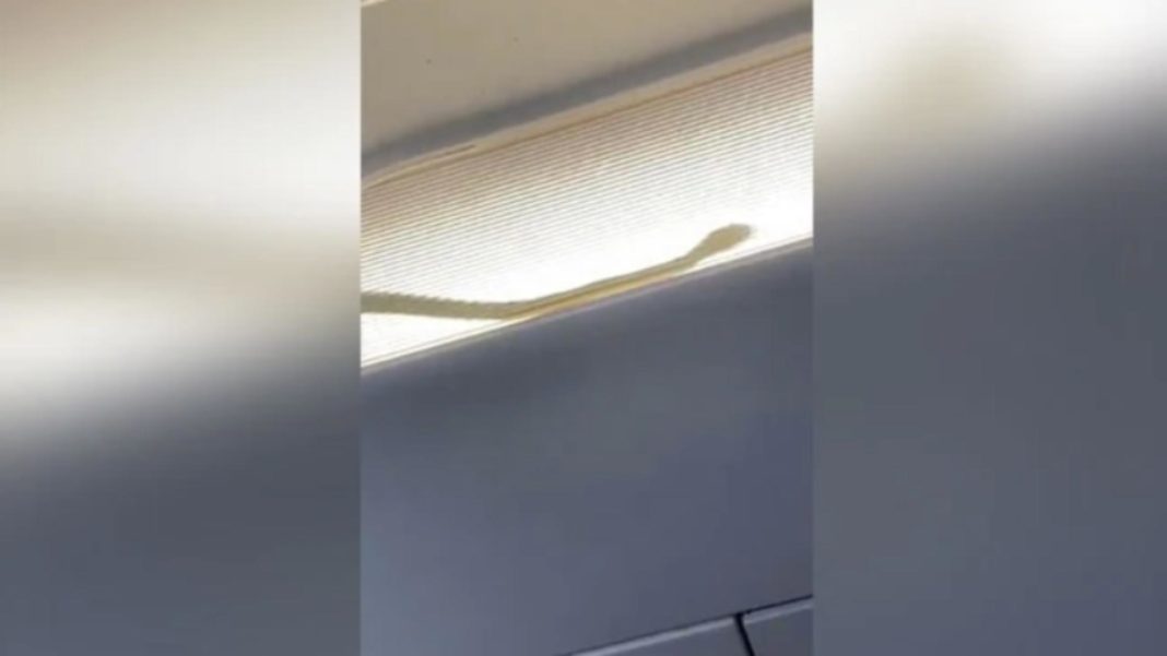 Un șarpe a înspăimântat pasagerii unui avion