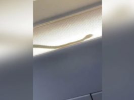 Un șarpe a înspăimântat pasagerii unui avion