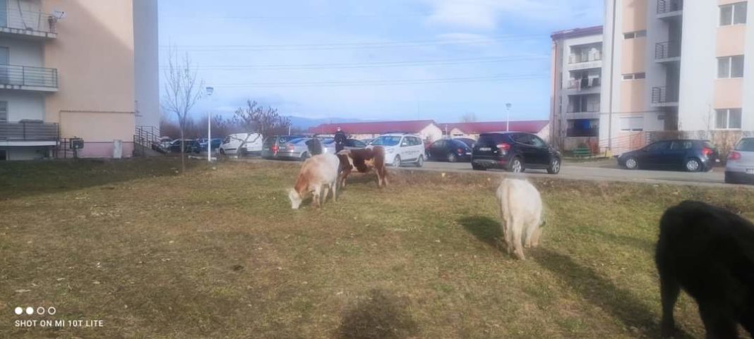 Zeci de vaci, aduse la păscut într-un cartier din Târgu Jiu