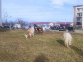 Zeci de vaci, aduse la păscut într-un cartier din Târgu Jiu