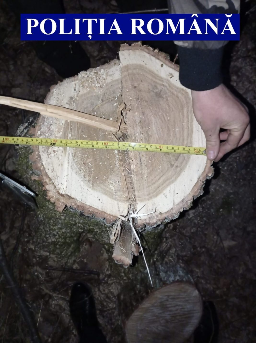 Materialul lemnos a fost ridicat și predat în custodia unui pădurar silvic