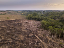 Defrișările de păduri din Brazilia, la cel mai ridicat nivel din ultimii șapte ani
