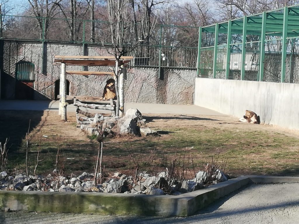 RAADPFL vrea să amenajeze în Parcul „Nicolae Romanescu“ un spaţiu destinat creşterii şi observării reptilelor, o expoziţie de păsări împăiate şi un spaţiu pentru excursii virtuale