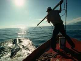 Islanda vrea să renunţe la vânătoarea de balene din lipsă de cumpărători