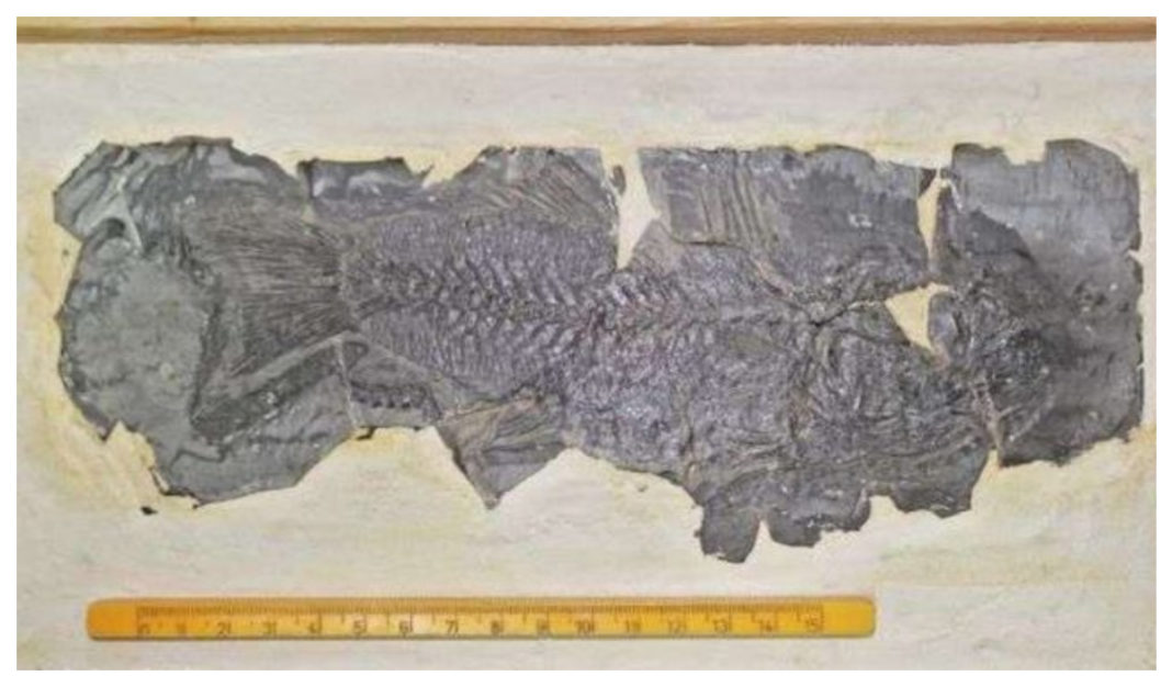 Cercetătorii români au descoperit cea mai veche fosilă a unui biban de mare din Europa