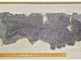 Cercetătorii români au descoperit cea mai veche fosilă a unui biban de mare din Europa