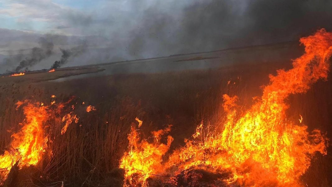 Pentru stingerea incendiului şi protejarea lizierei şi a materialului lemnos din zonă au acţionat mai mulți pompieri