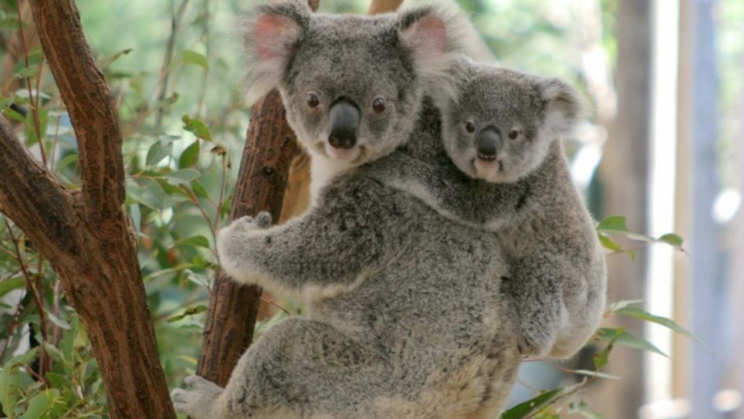 Ursul koala a fost inclus în lista animalelor în pericol de dispariție