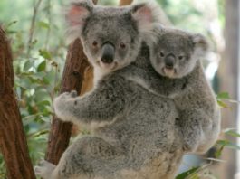 Ursul koala a fost inclus în lista animalelor în pericol de dispariție