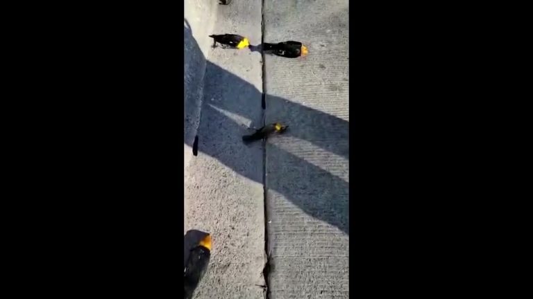 (VIDEO) Mexic: Peste o sută de mierle, găsite moarte pe străzile din orașul Chihuahua