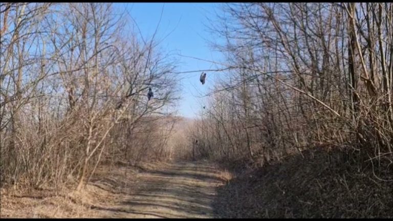 (VIDEO) Păsări moarte spânzurate în copaci, într-o pădure din Botoșani