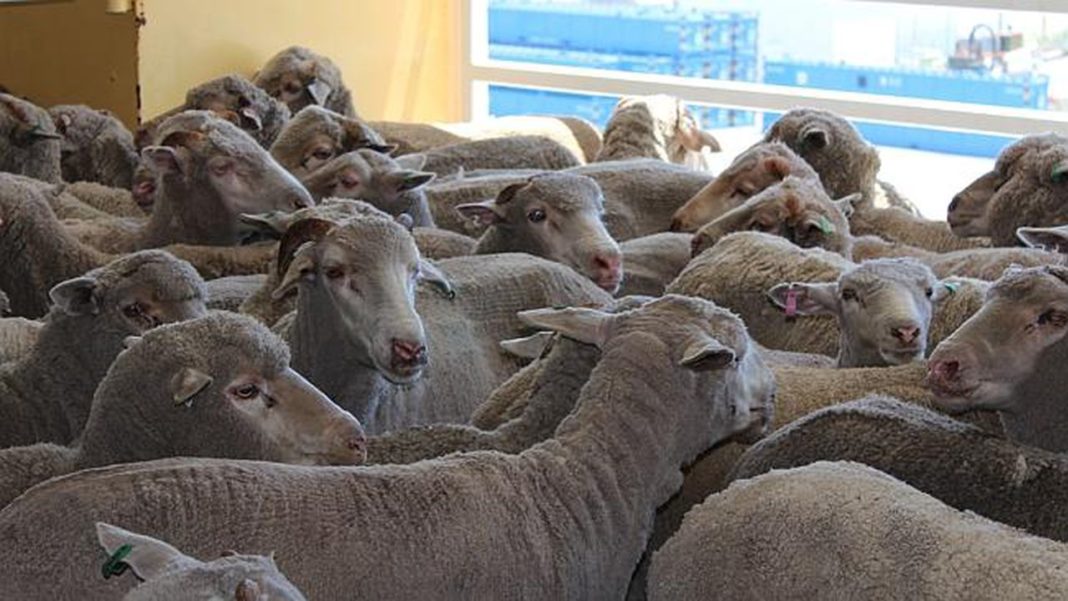 Producţia de carne de ovine şi caprine a crescut anul trecut cu 55%