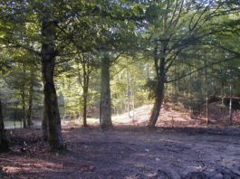 Direcția Silvică asigură paza pentru majoritatea pădurilor din Gorj
