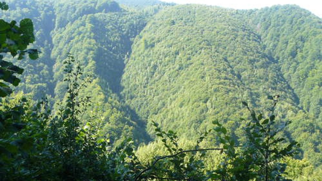 Federaţia Proprietarilor de Păduri şi Păşuni pichetează Ministerul Agriculturii
