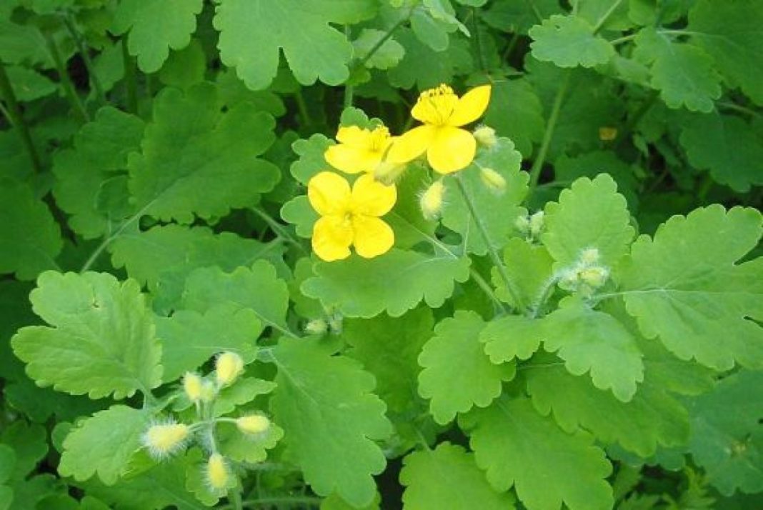 Rostopasca, plantă miraculoasă şi vindecătoare Rostopasca, plantă miraculoasă şi vindecătoare