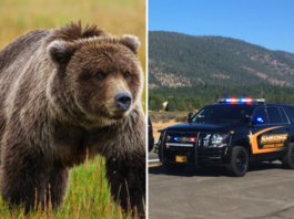 Un american s-a sinucis după ce și-a împușcat fratele vrând să tragă într-un urs
