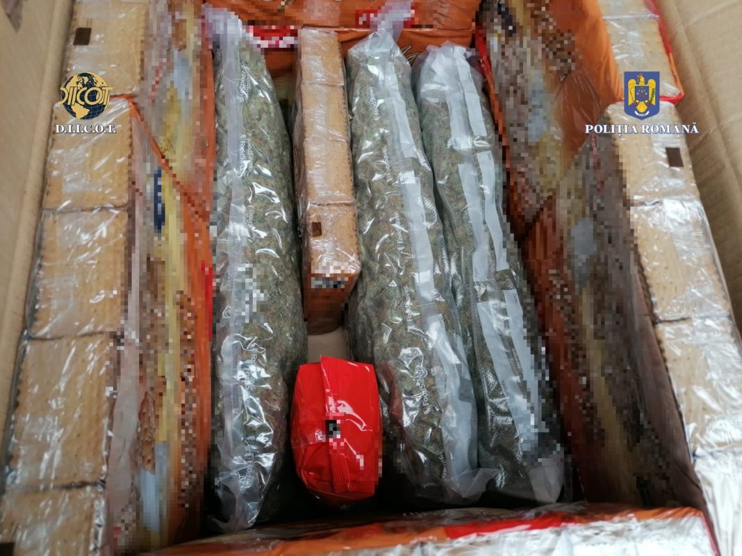 BCCO 17 (2) Inculpații au fost prinși în flagrant, în municipiul Fetești, județul Ialomița, având asupra lor cantitatea de aproximativ 11 kilograme de canabis