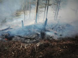 Romsilva atrage atenţia asupra riscului extinderii incendiilor provocate de arderea miriştilor