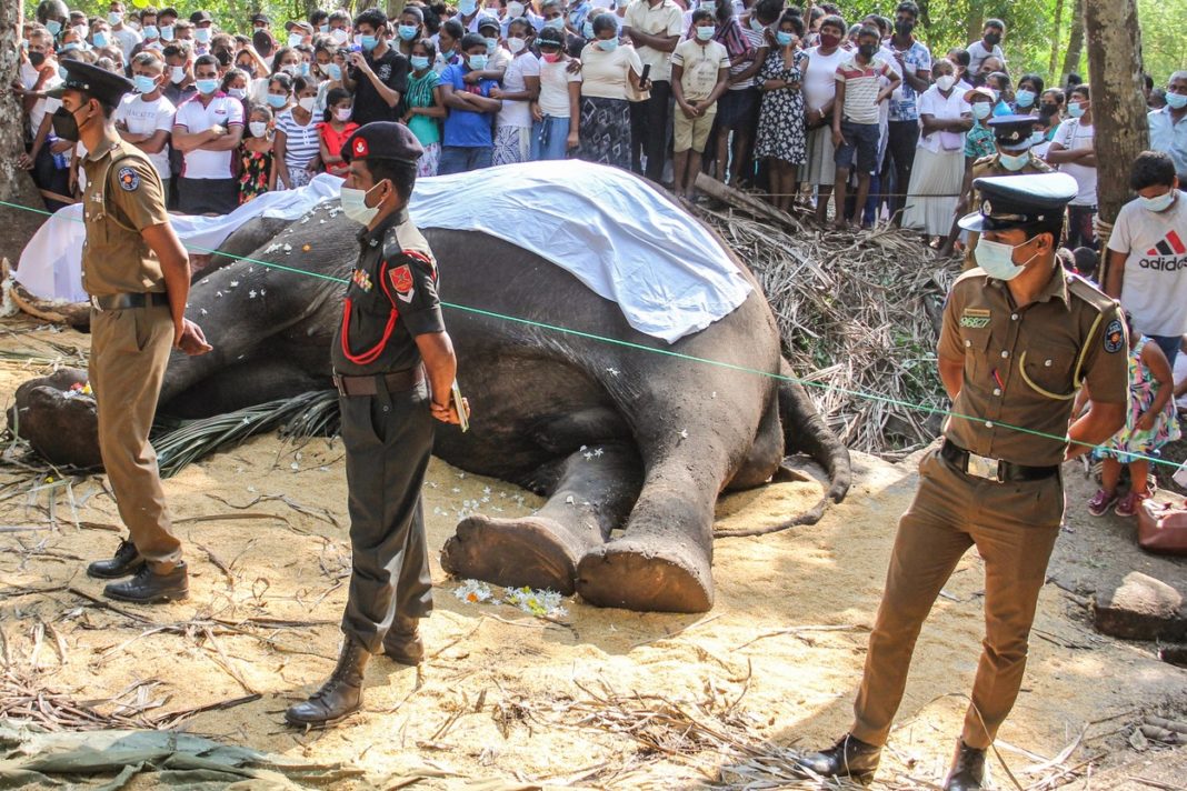 Funeralii naţionale pentru un elefant sacru din Sri Lanka