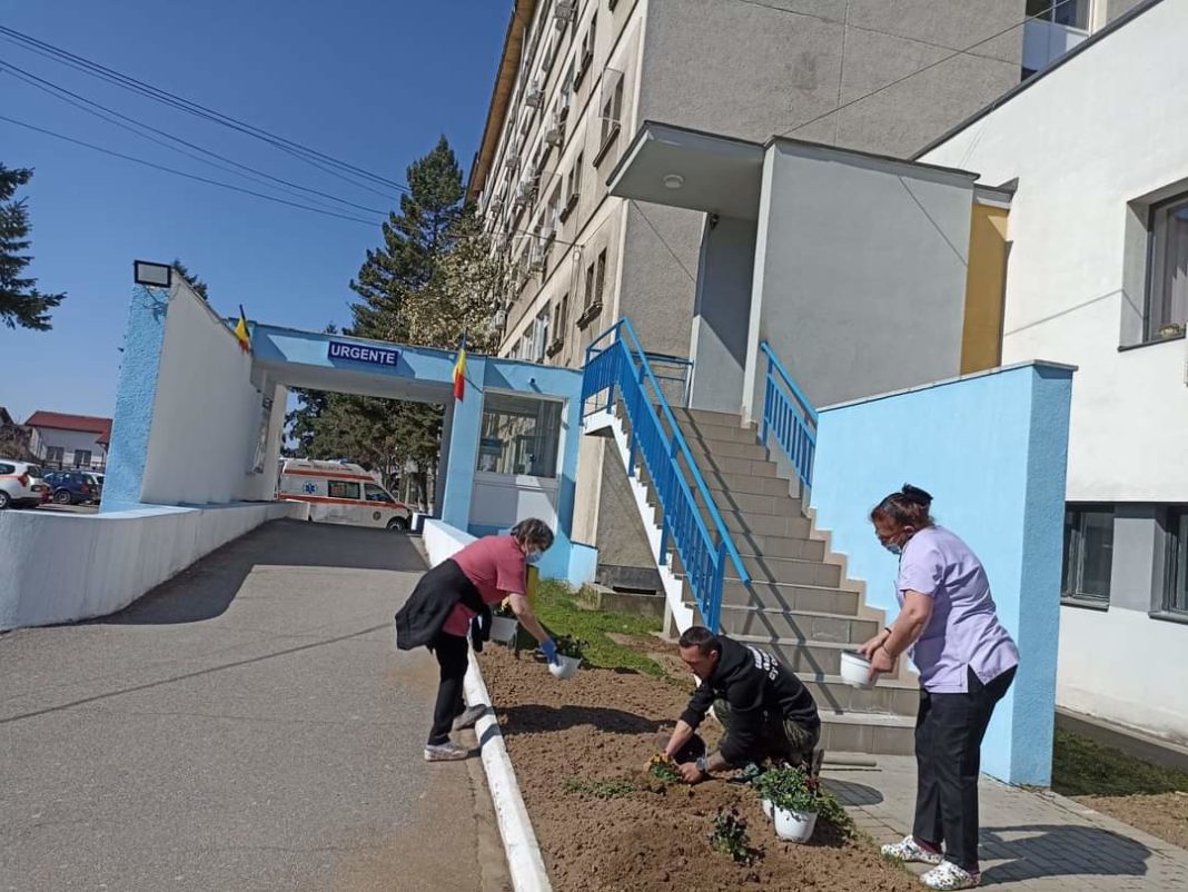 Sute de flori, plantate în curtea Spitalului Județean de Urgență Târgu Jiu