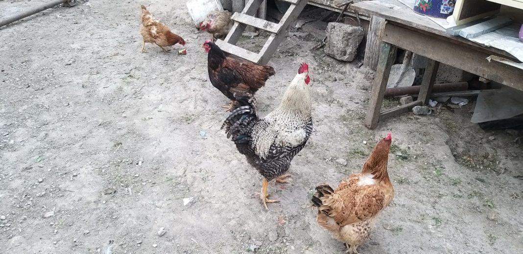 Craiovenii nu au voie să mai crească găini