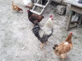 Craiovenii nu au voie să mai crească găini