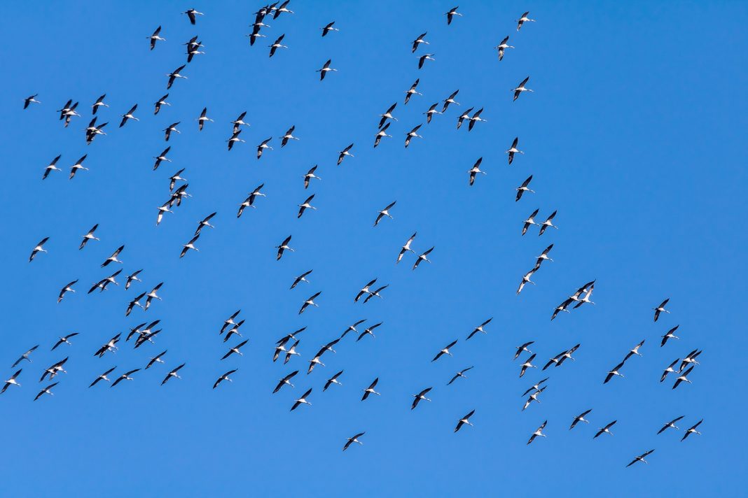 Propaganda rusă: Păsări migratoare, antrenate în Ucraina pentru a trimite „arme biologice” în Rusia