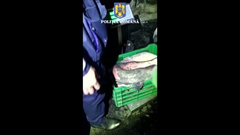 (VIDEO) Transport ilegal de pește, depistat de polițiștii vâlceni