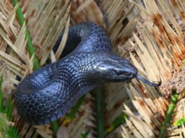 Un șarpe indigo este considerat cel mai lung de pe continentul nord-american. Poate atinge 2,6 metri și nu este veninos