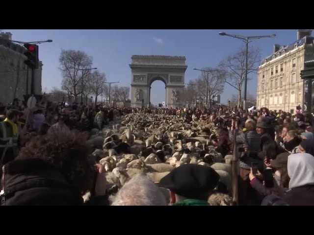(VIDEO) Peste 2.000 de oi pe bulevardul Champs-Élysées din Paris