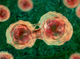 Cercetătorii de la Cambridge au întinerit cu 30 de ani celulele pielii