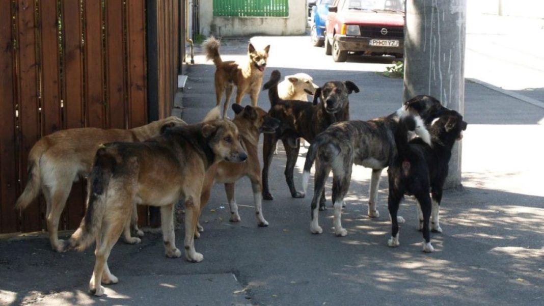O femeie a ajuns la spital după ce a fost muşcată de mai mulţi câini în Bucureşti