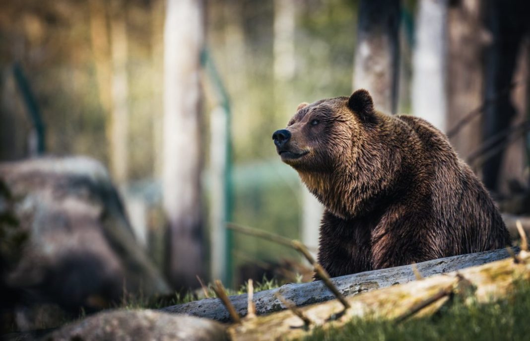 Doi copii au fost atacați luni de un urs în localitatea Armeni