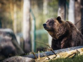 Doi copii au fost atacați luni de un urs în localitatea Armeni