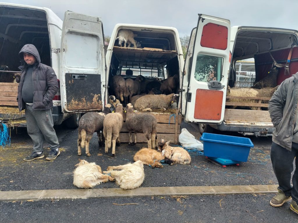 Craiova: Punct de sacrificare a mieilor în Piaţa Chiriac