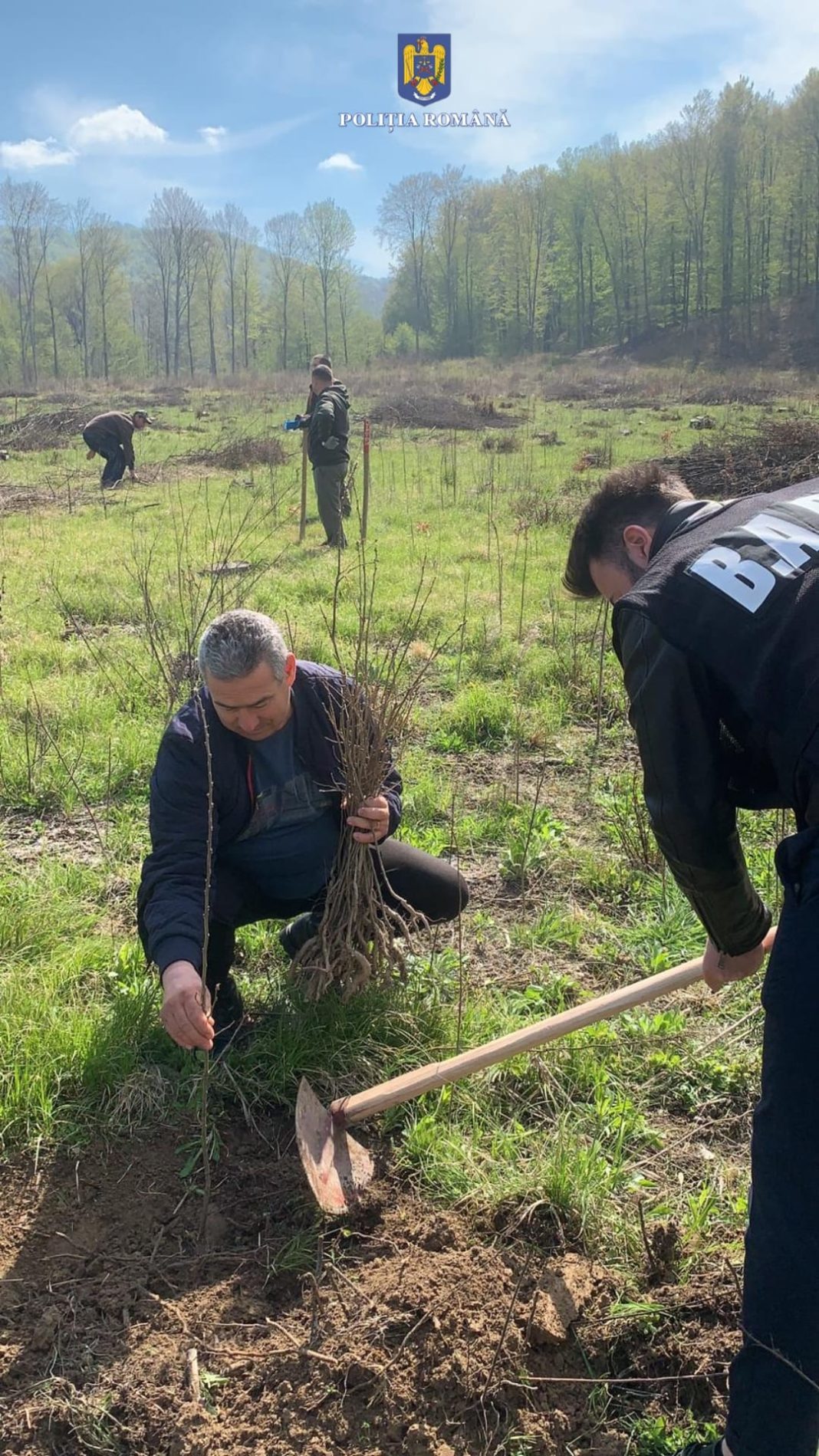 Polițiștii gorjeni au plantat sute de arbori și au strâns gunoaie