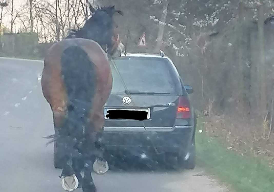 Cal obligat să meargă legat cu funia de un autoturism