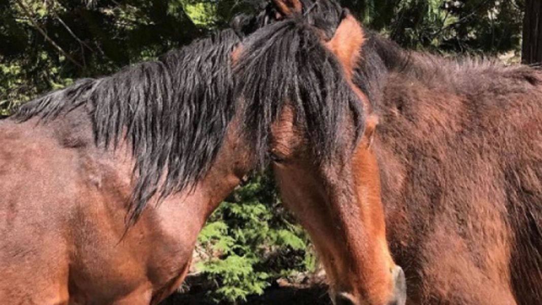 Doi bărbați, din Mehedinți, au fost reținuți pentru 24 de ore, după ce în urmă cu câteva zile au furat doi cai de pe un islaz