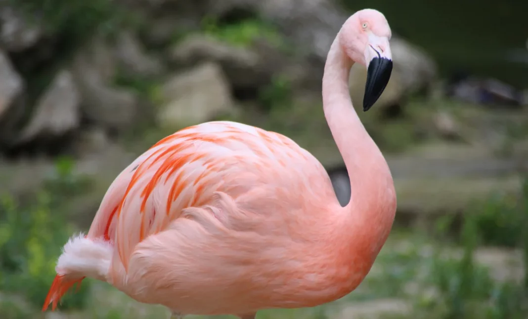 O pasăre flamingo evadată de la o gradină zoologică din SUA, găsită după 17 ani