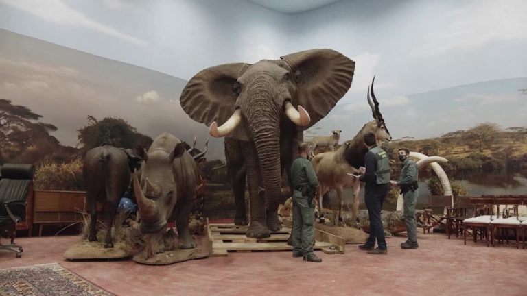 (VIDEO) Cea mai mare captură de animale împăiate din Europa