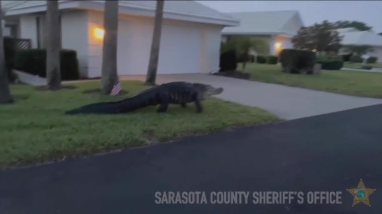 (VIDEO) Un aligator uriaș se plimbă printr-un cartier din Florida