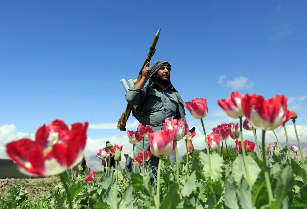 Talibanii au interzis cultivarea macului în Afganistan